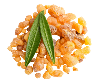 BOSWELLIA SERRATA